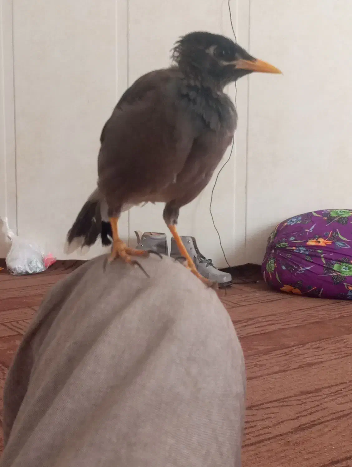 مرغ مینا اهلی|پرنده|زاهدان, |دیوار