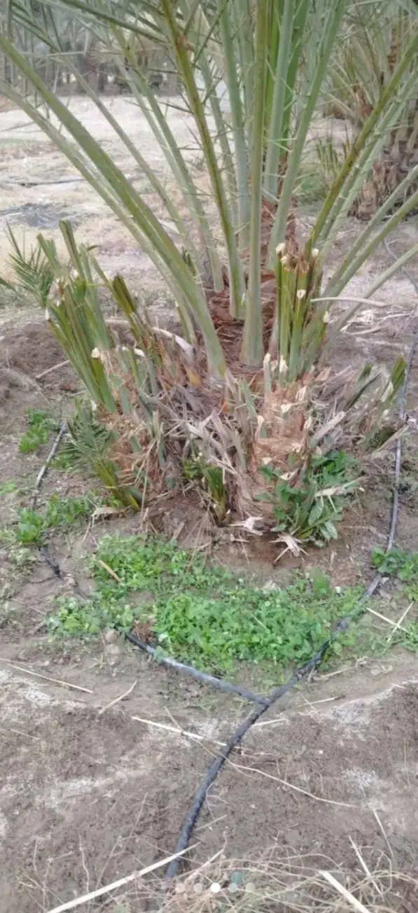 نخل|خدمات باغبانی و درختکاری|جهرم, |دیوار