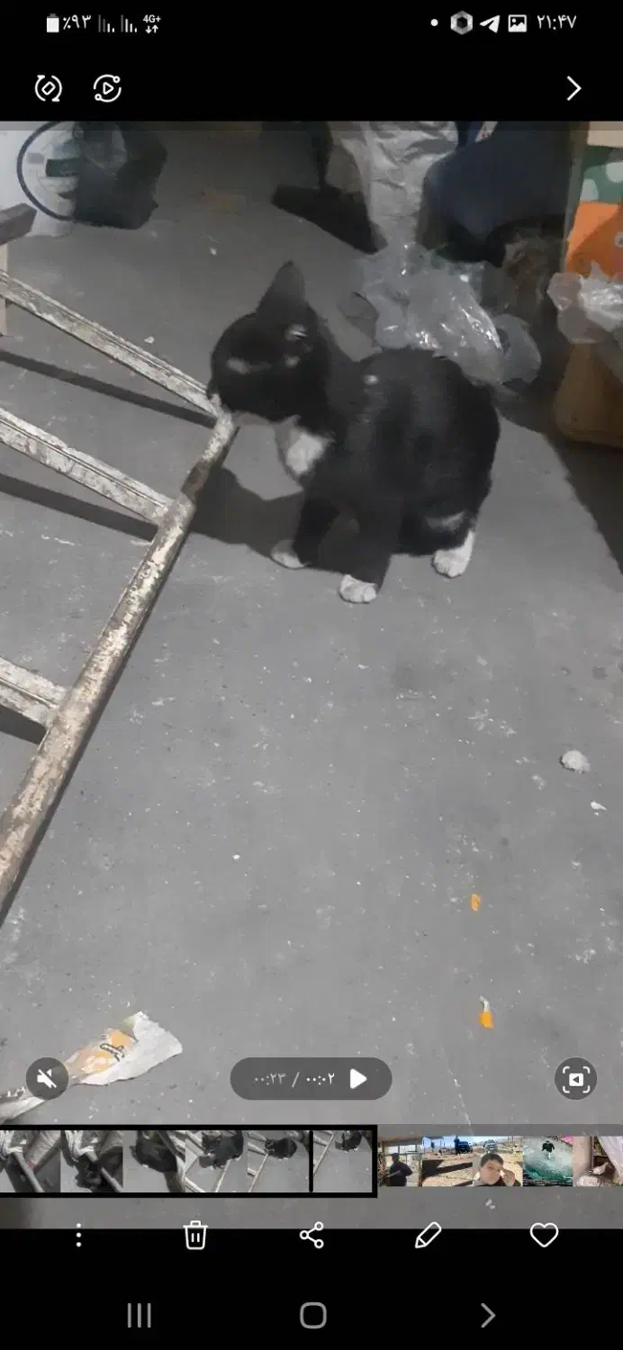 گربه گمشده شهرستانی|حیوانات|اسلام‌‌آباد غرب, |دیوار