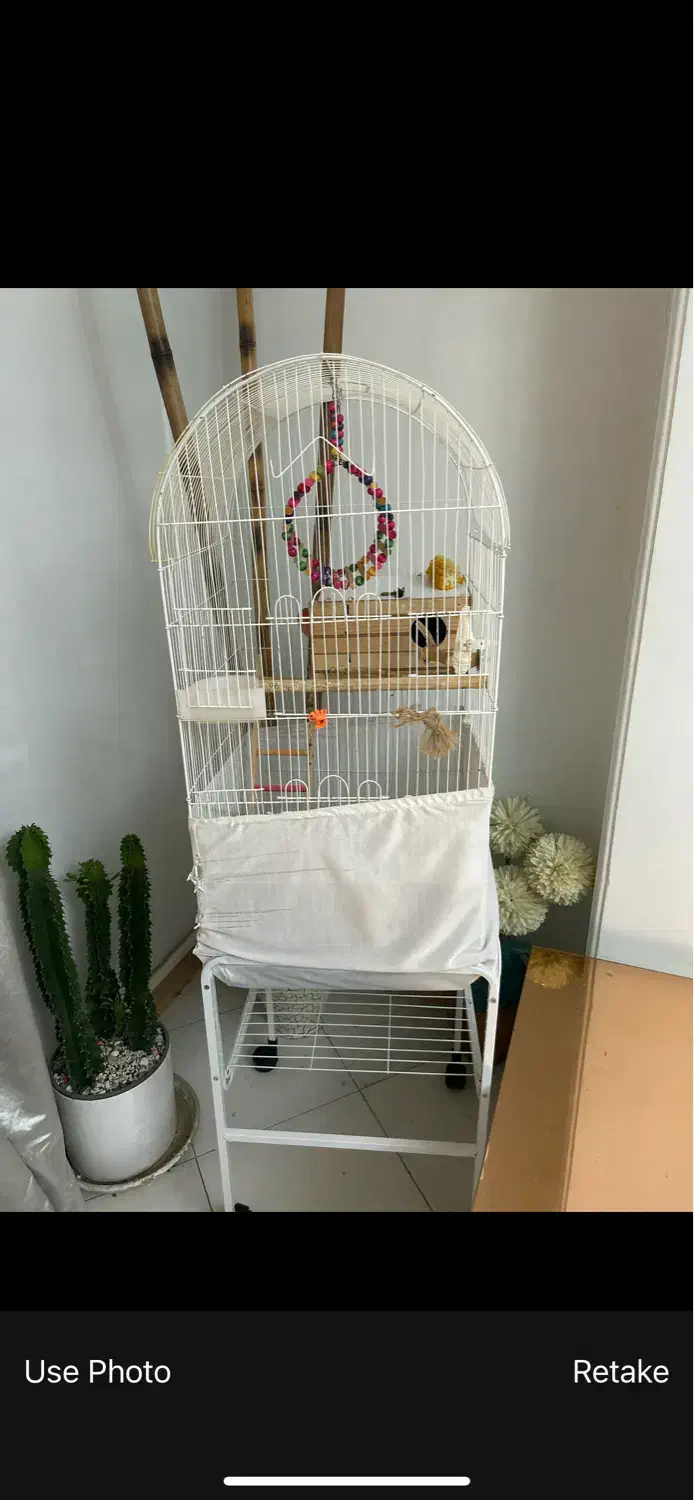 طوطی برزیلی بالغ|پرنده|شهریار, شهریار|دیوار