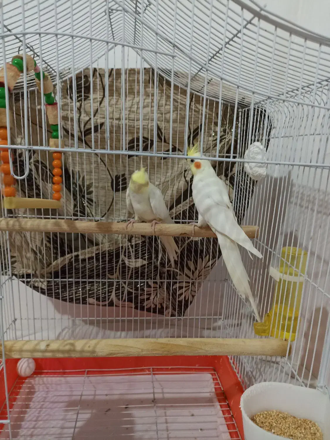 جفت عروس هلندی باقفس ولوازم|پرنده|دالخانی, |دیوار