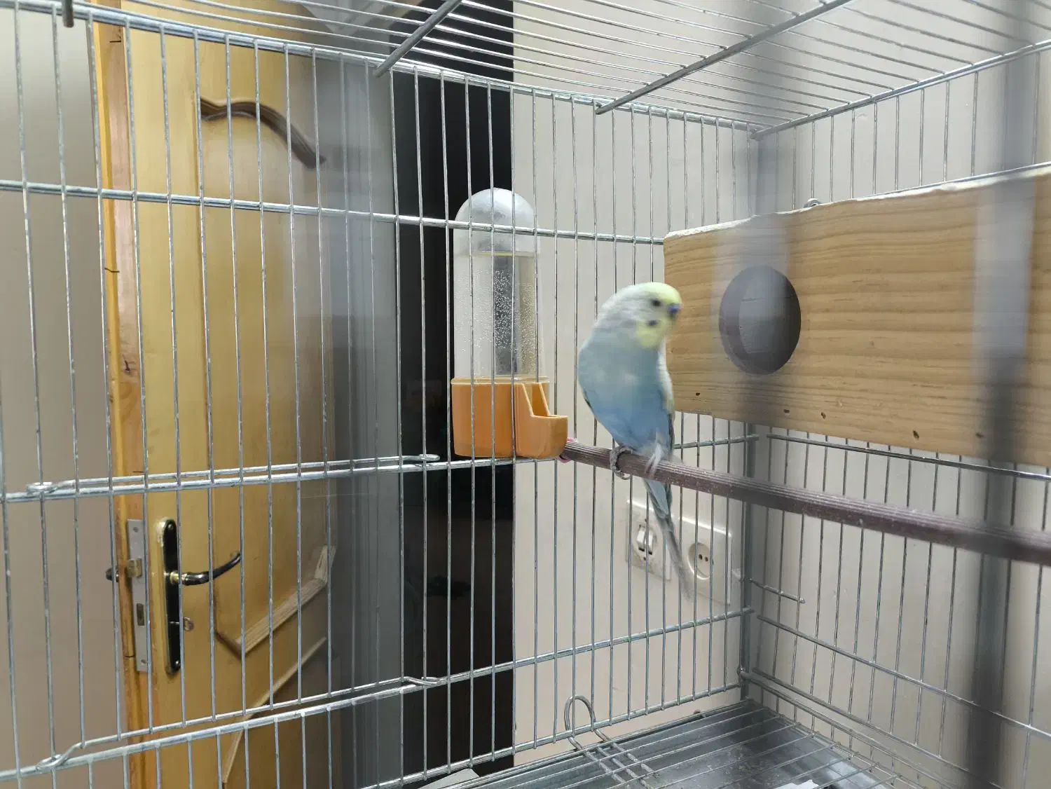 مرغ عشق همراه قفس|پرنده|لنجان, |دیوار