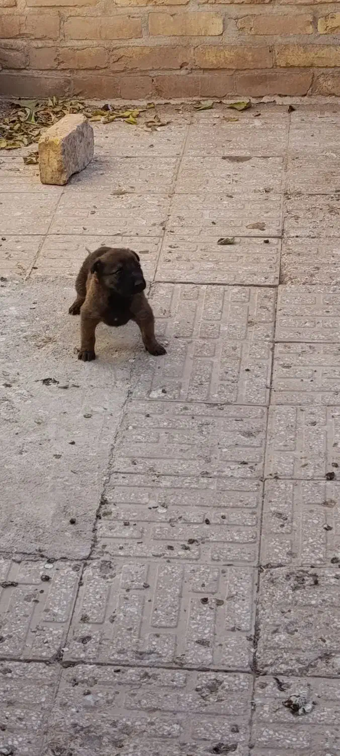 سگ مالینویز|سگ|زارچ, |دیوار