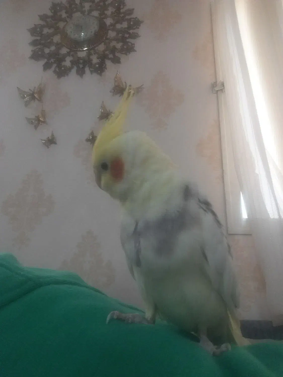 گمشده عروس هلندی|حیوانات|پاکدشت, پاکدشت (مامازند)|دیوار