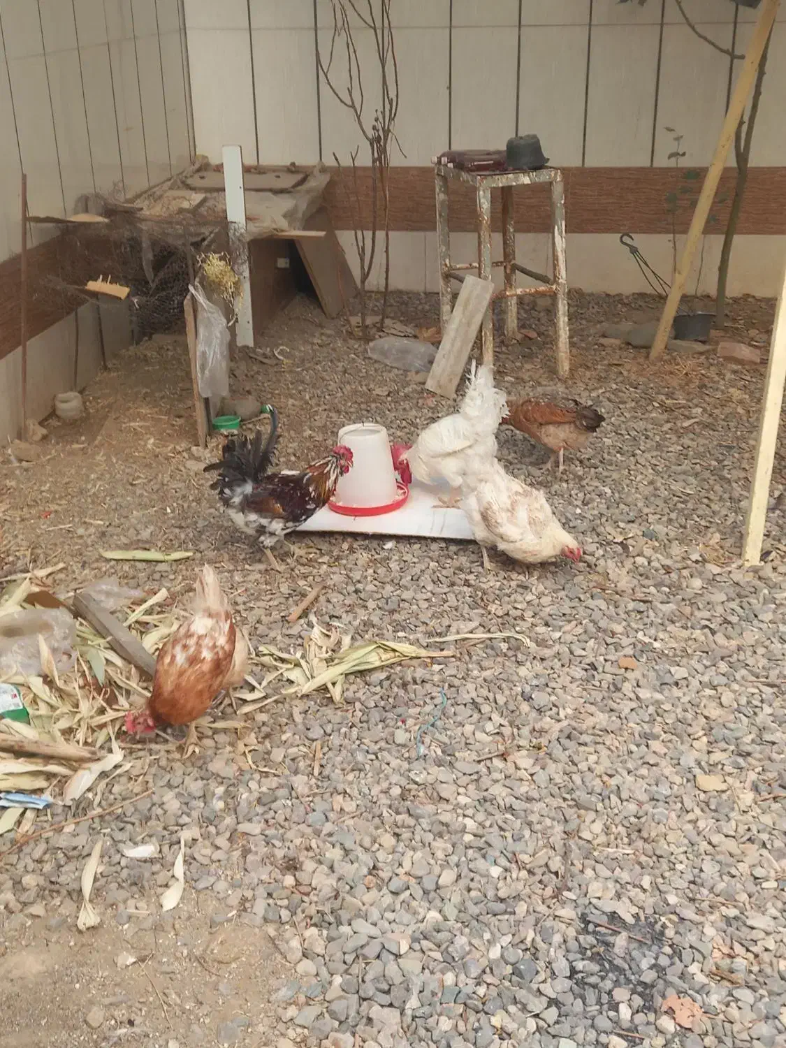 تعدادی مرغ خروس بوقلمون|حیوانات مزرعه|قزوین, |دیوار