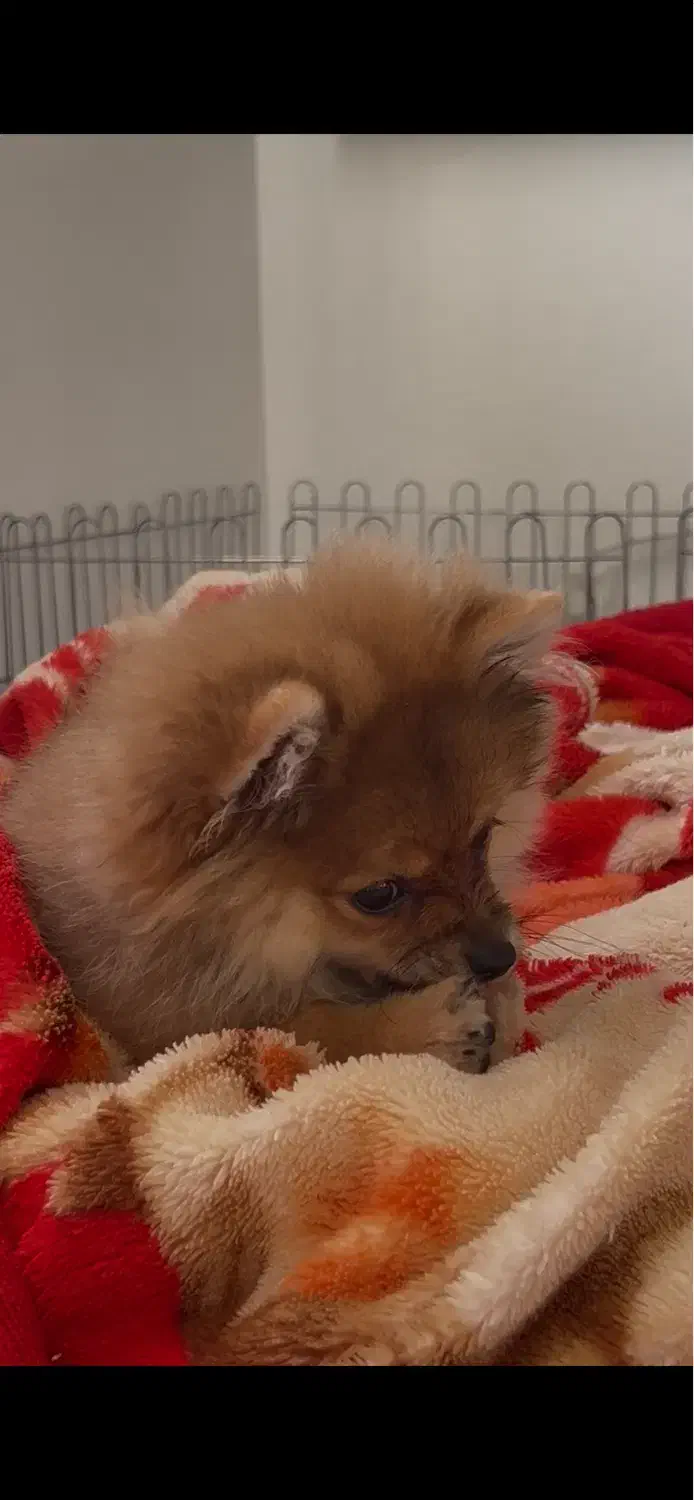 پامر خرسی عروسکی|سگ|رشت, دیلمان|دیوار