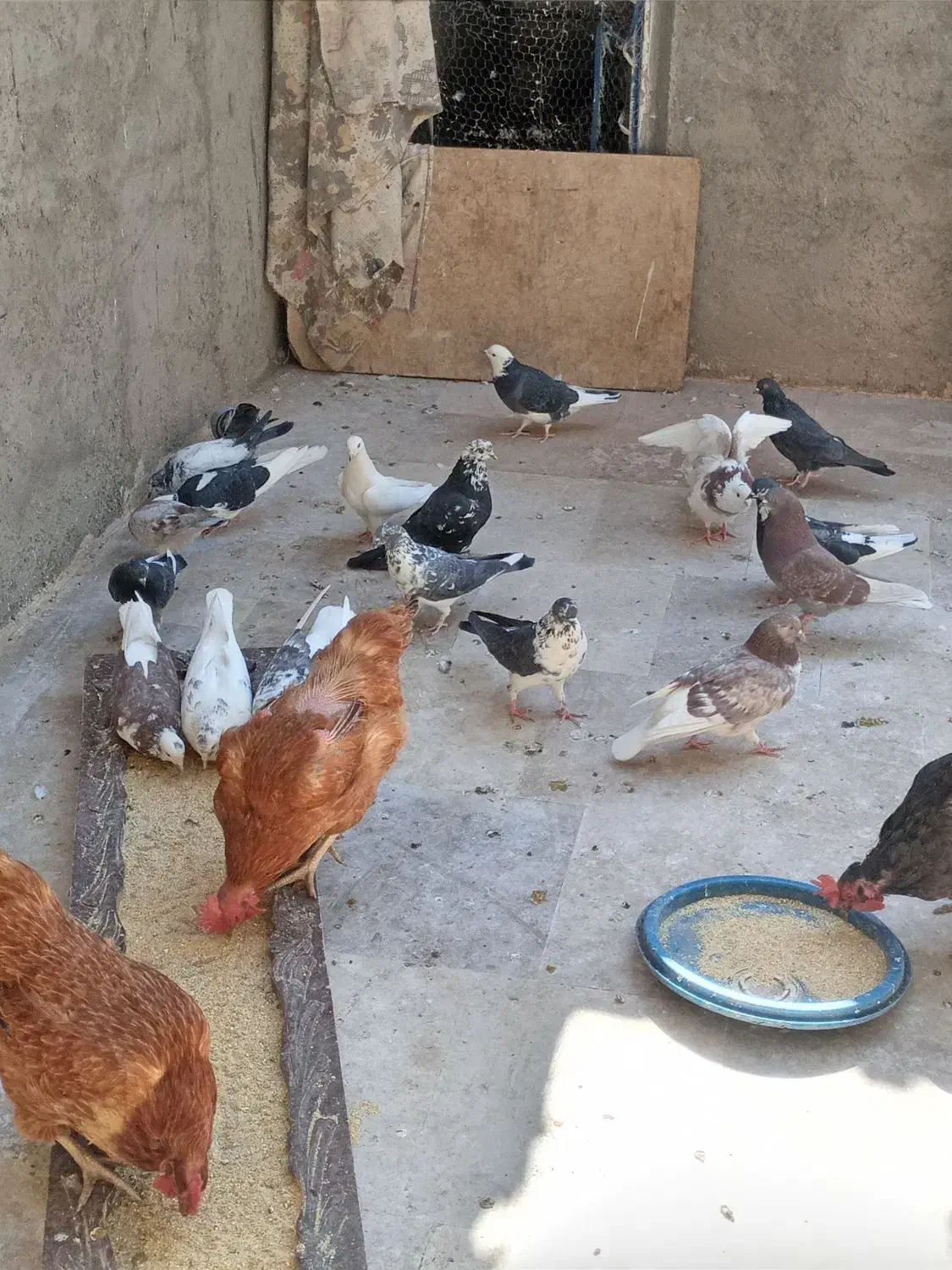 کبوترفروشی|پرنده|قمصر, |دیوار