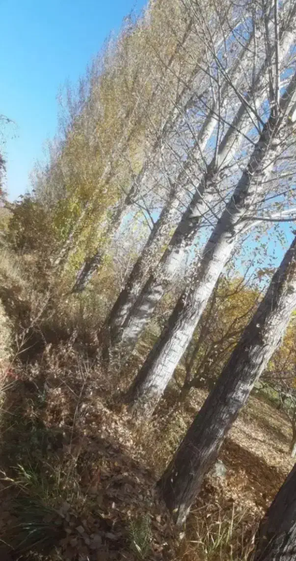 خرید انواع چوب تر و خشک میلانی|خدمات باغبانی و درختکاری|چالدران, |دیوار