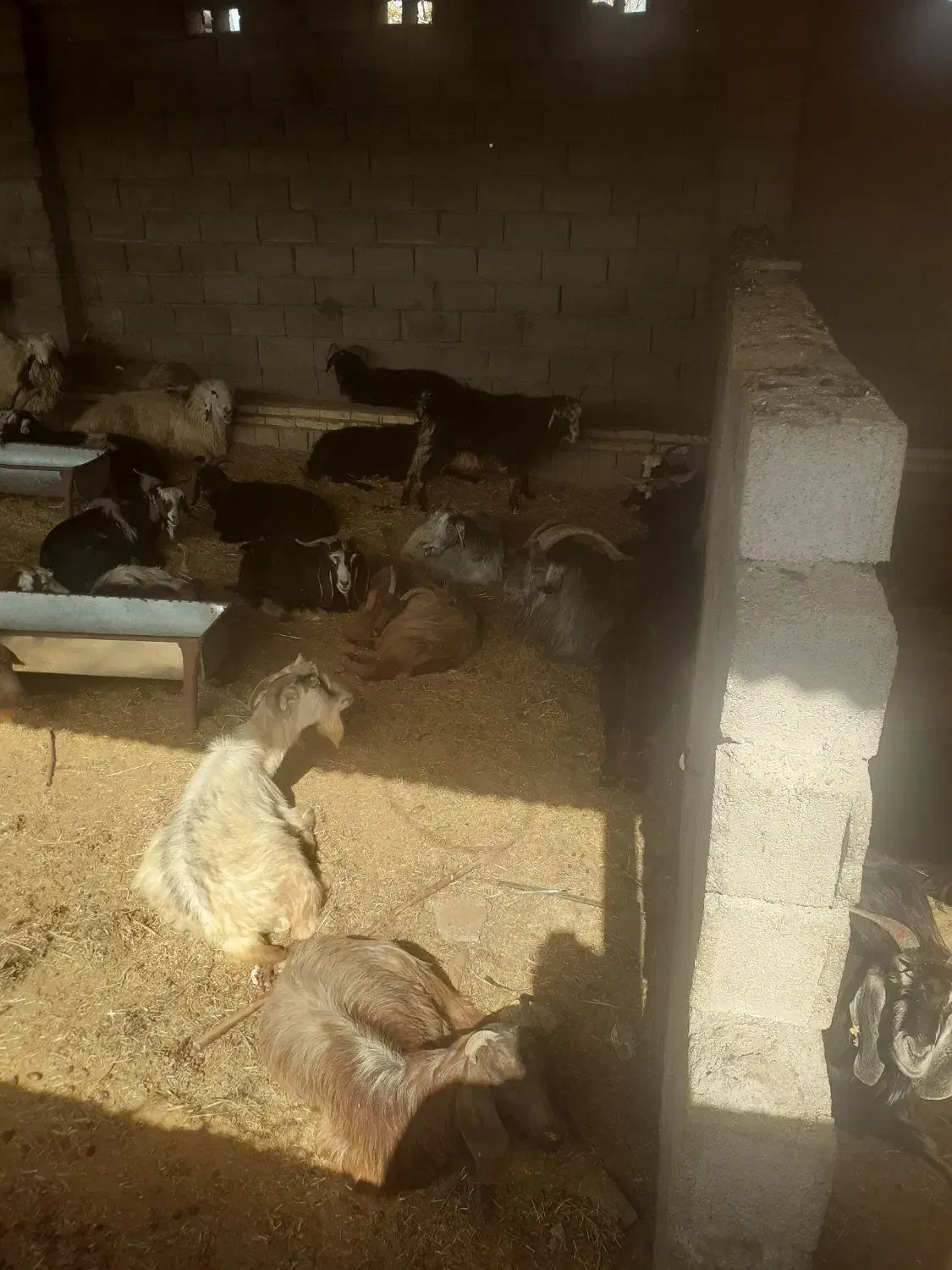 بز چاق|حیوانات مزرعه|اندیمشک, |دیوار