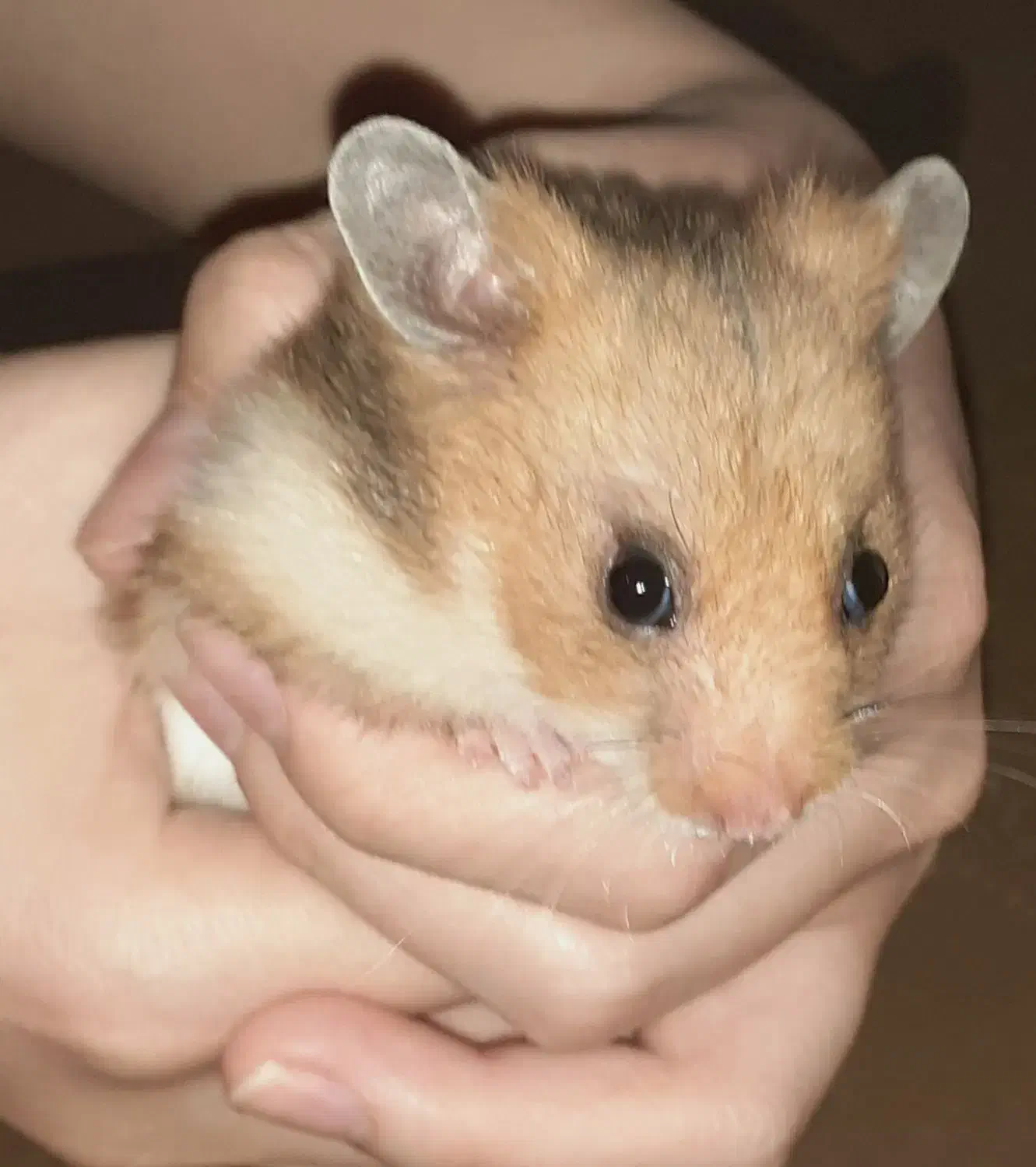 همستر|موش و خرگوش|قزوین, |دیوار