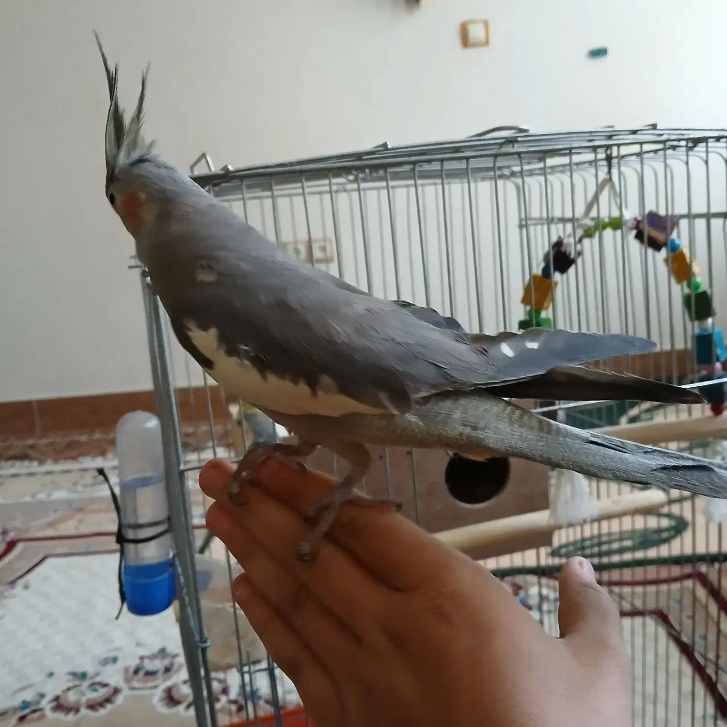 عروس هلندی سخنگو|پرنده|کوهدشت, |دیوار