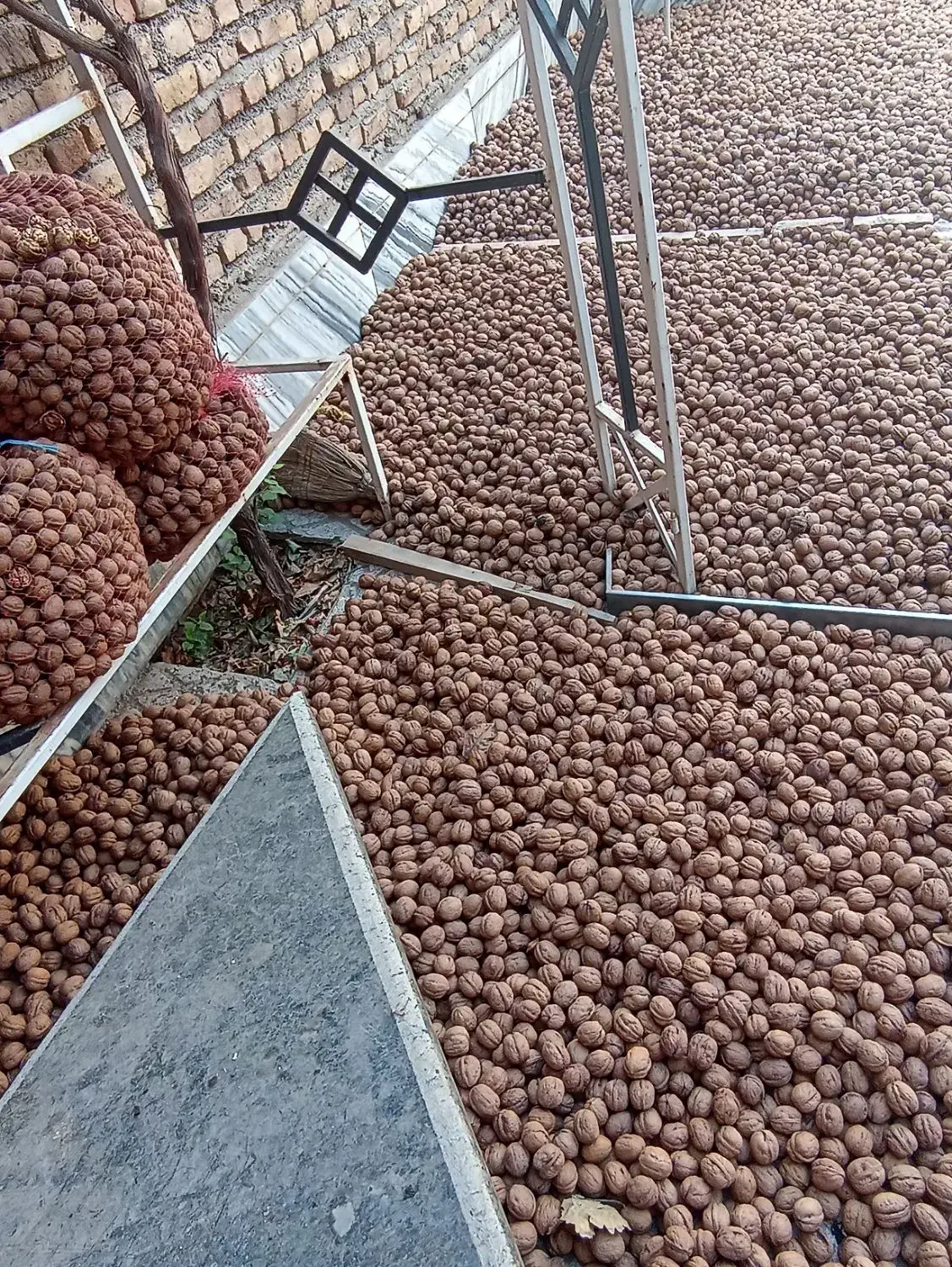 گردو اصل تویسرکان همدان   ارگانیک|خوردنی و آشامیدنی|تهران, میرداماد|دیوار