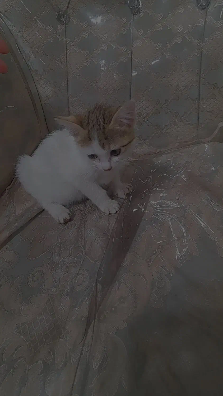 فروش گربه|گربه|خرمشهر, |دیوار