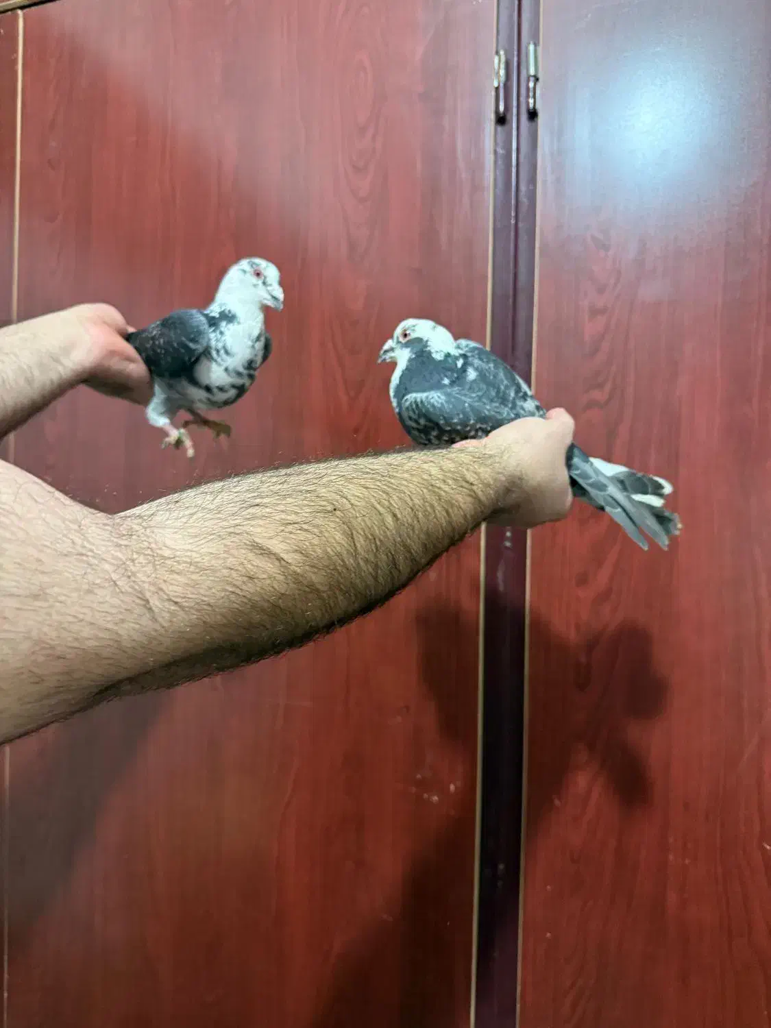 دوتا کفتر ذات دار|پرنده|شیراز, جوادیه|دیوار