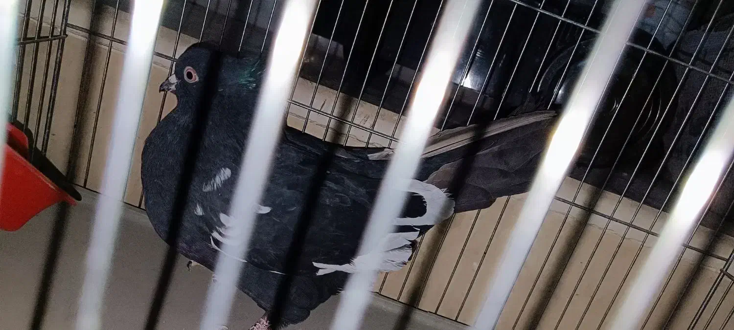 کفتر سینه سیاه|پرنده|شیراز, مسلم|دیوار