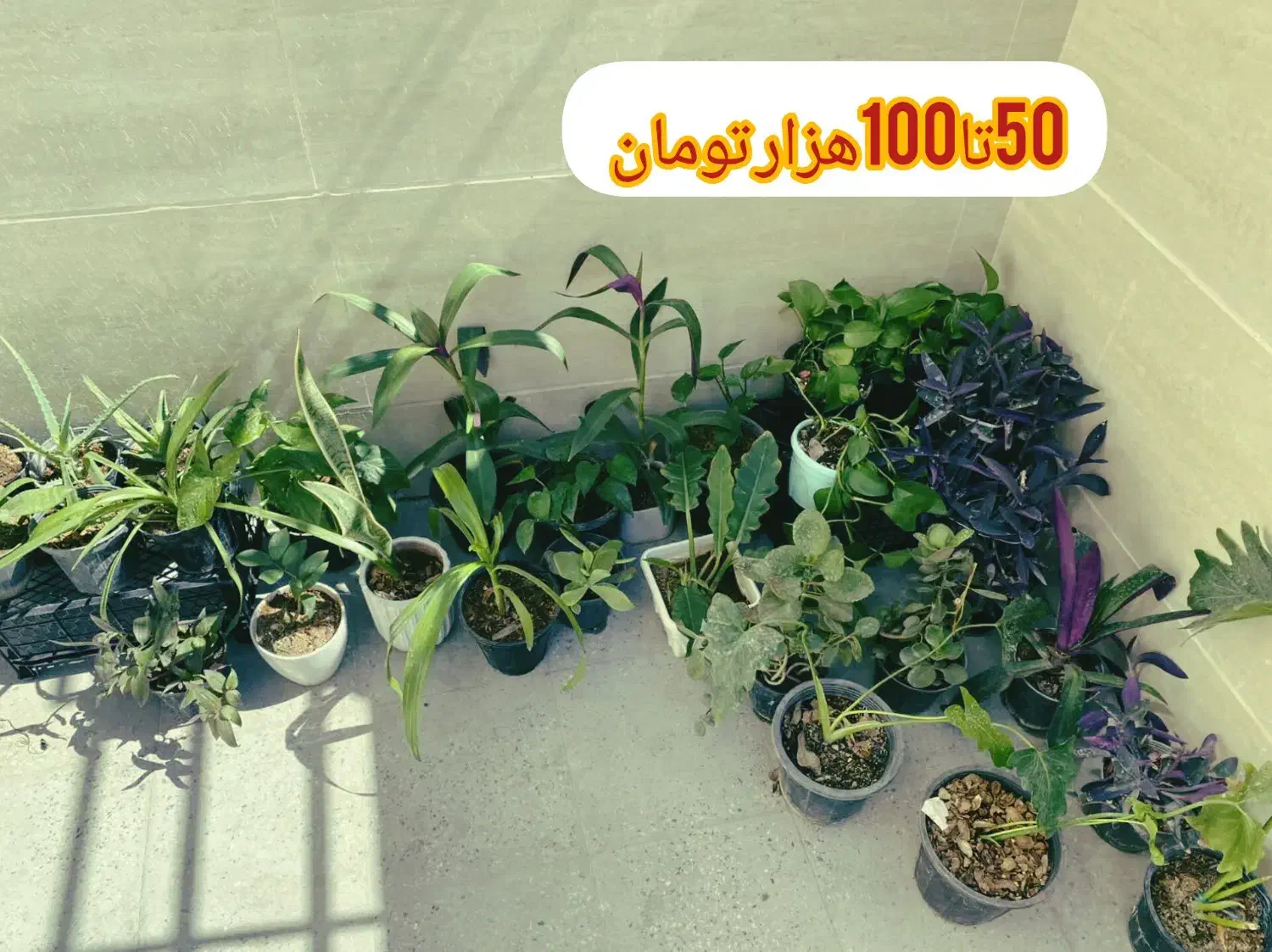گل خانگی ارزان|گل و گیاه طبیعی|بروجرد, |دیوار