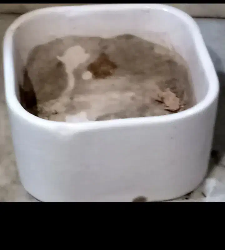 گلدان با کیفیت با قیمت مناسب|گل و گیاه طبیعی|شاهینشهر, عطار|دیوار