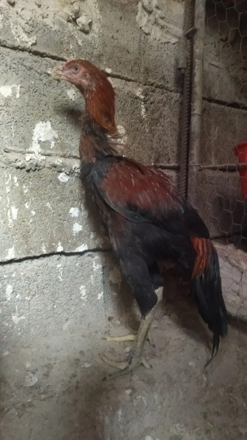 ۵ عدد خروس و ۱ عدد مرغ لاری|حیوانات مزرعه|مشگین شهر, |دیوار