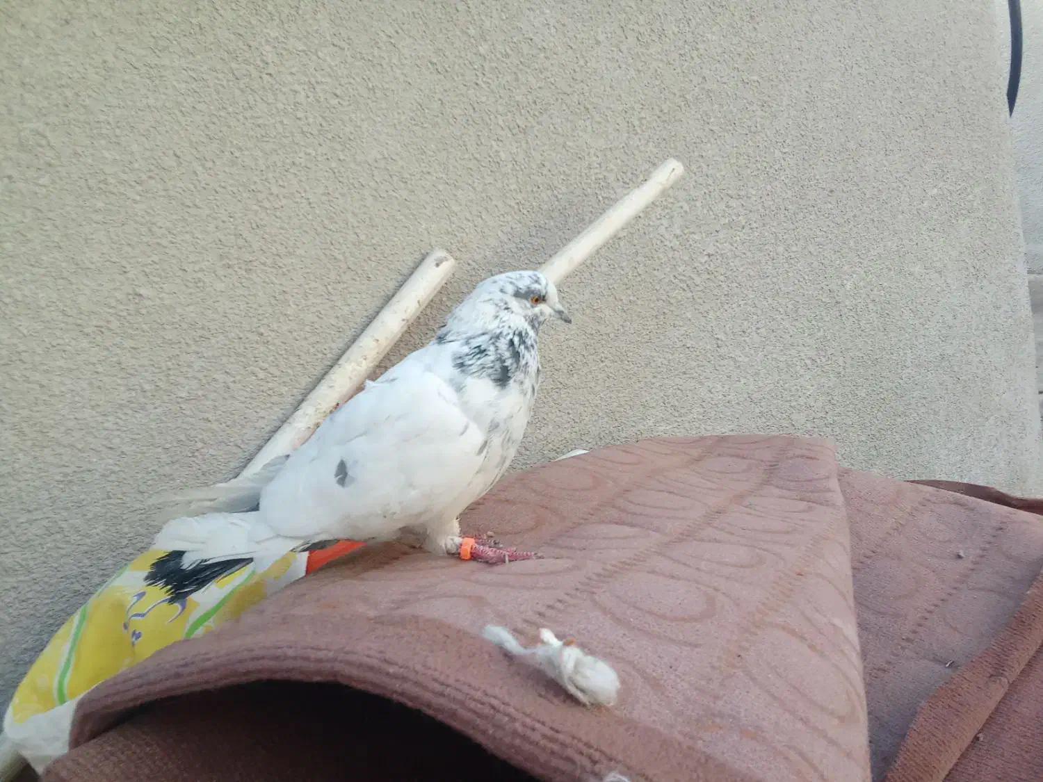 تهرانی غریب گیری|پرنده|هشتگرد, تهران دشت|دیوار