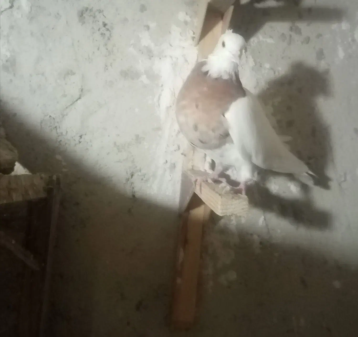 ماده بهبهونی|پرنده|مرودشت, نقش رستم|دیوار