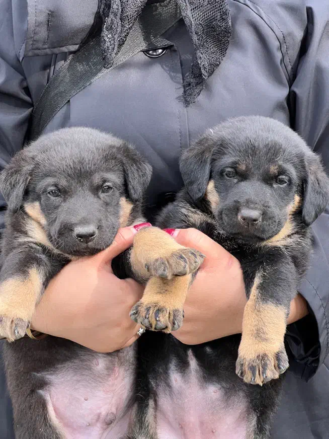 توله ژرمن شپرد|سگ|رحیم‌آباد, |دیوار