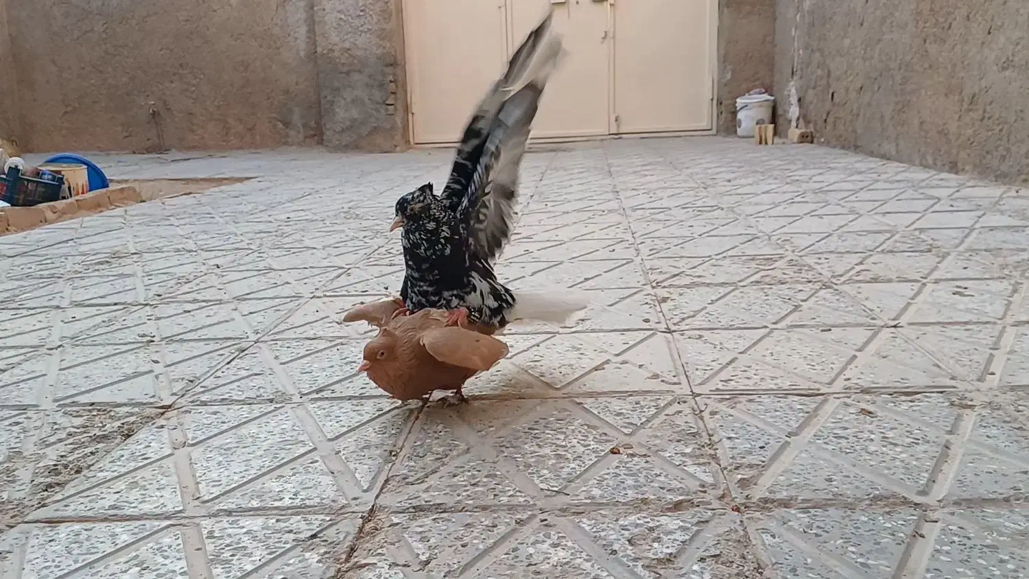 جفت دم سفید|پرنده|اسفراین, |دیوار