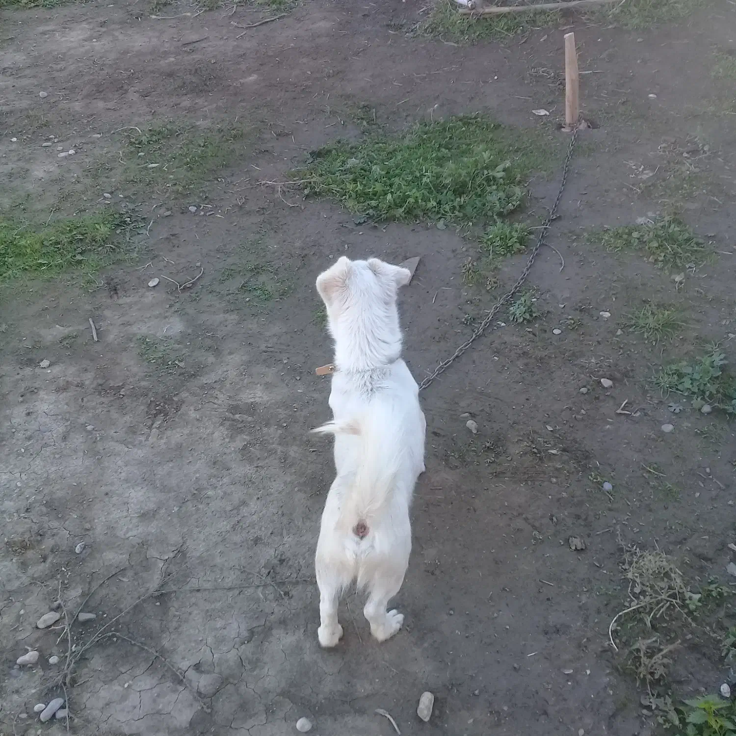 سگ پاکوتاه|سگ|تاتار علیا, |دیوار