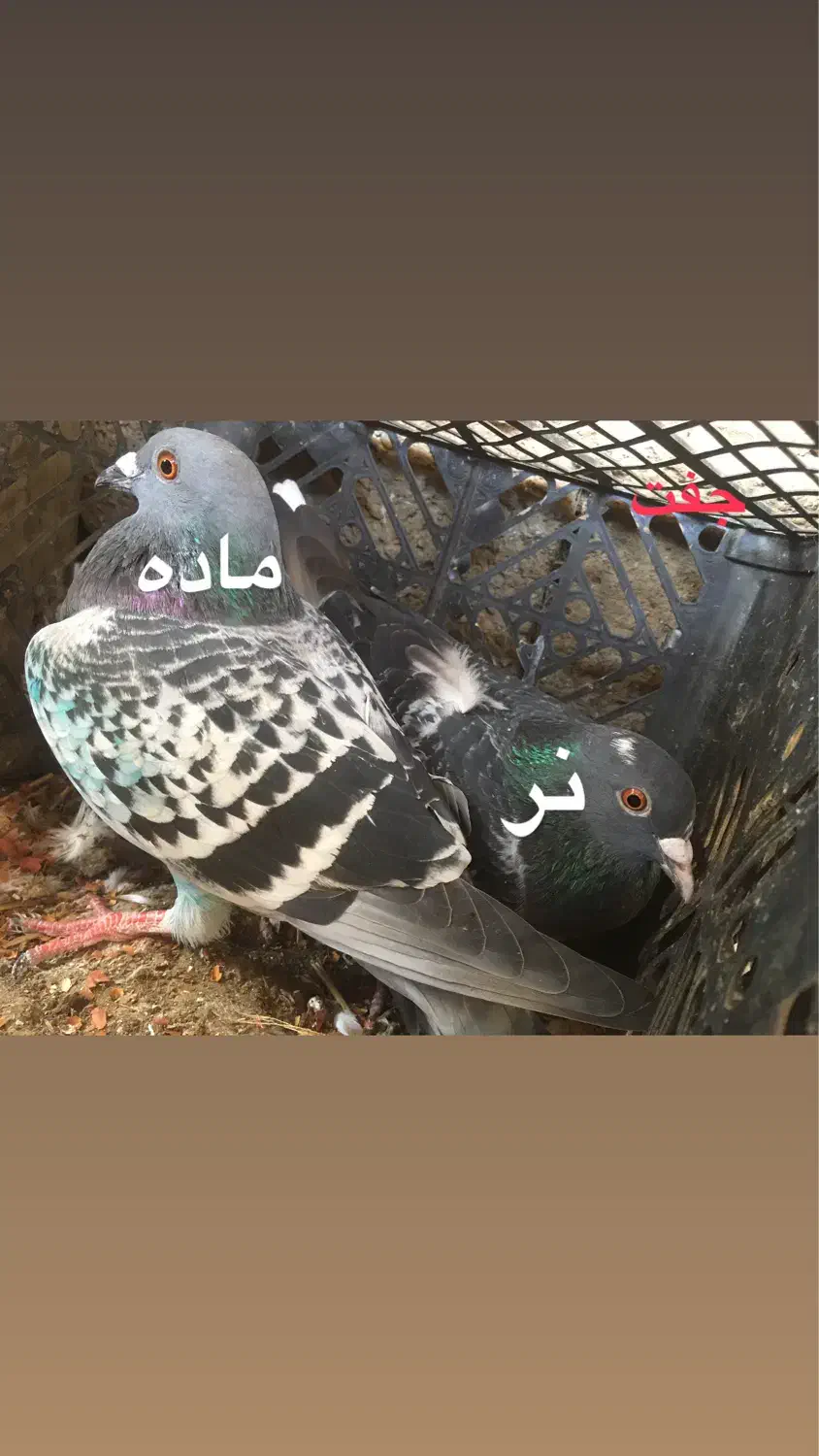 دوبر و اوچوم|پرنده|پارس‌آباد, |دیوار