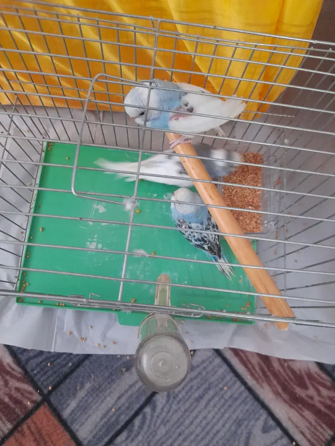 مرغ عشق|پرنده|میانه, |دیوار