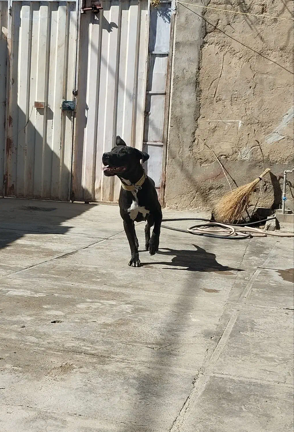 سگ پیت بول|سگ|سامن, |دیوار