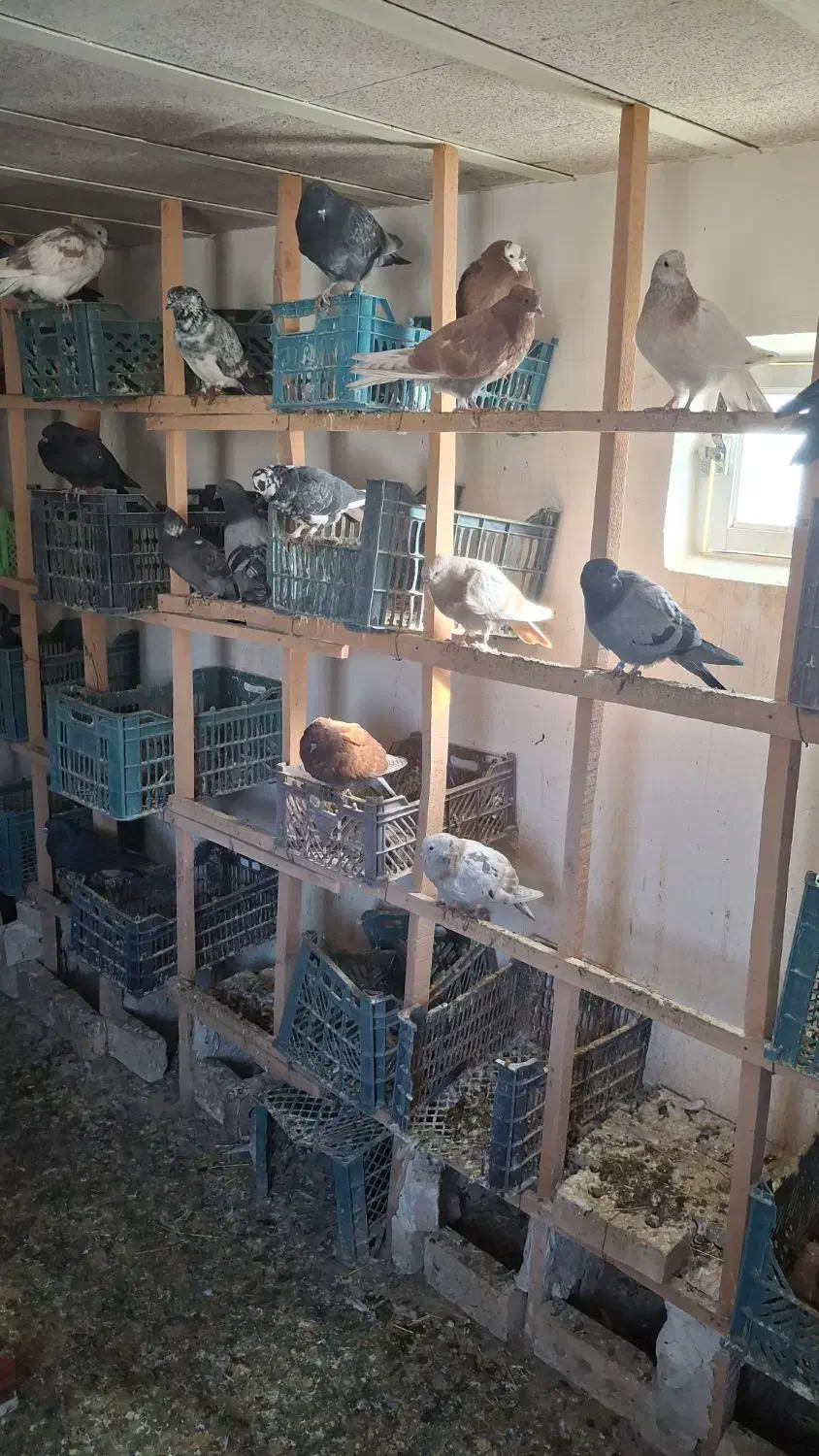 فروش جوجه کبوتر به ضمانت|پرنده|سراب, |دیوار