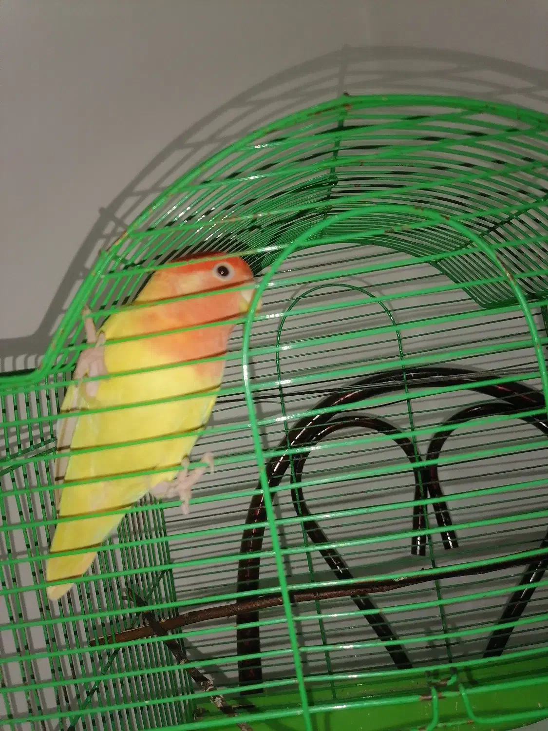 طوطی برزیلی زرد صورت هلویی|پرنده|نوشهر, |دیوار