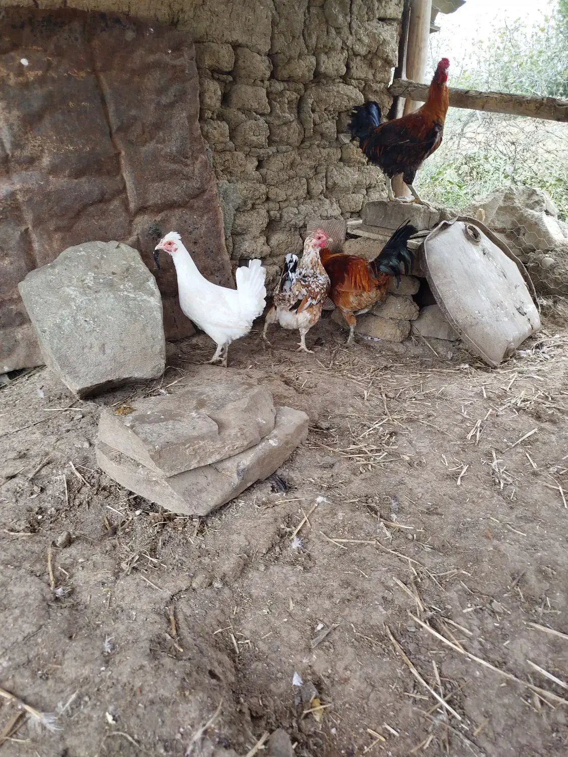 فروش مرغ خروس جوجه گلین و غاز روستایی اصیل|حیوانات مزرعه|بیله سوار, |دیوار