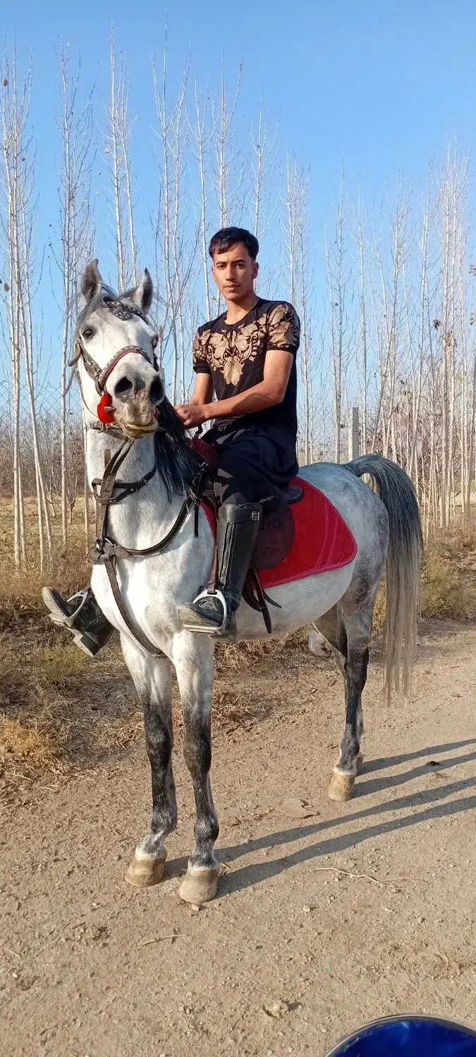 اسب نژاد دار|اسب و تجهیزات اسب‌سواری|میاندوآب, |دیوار