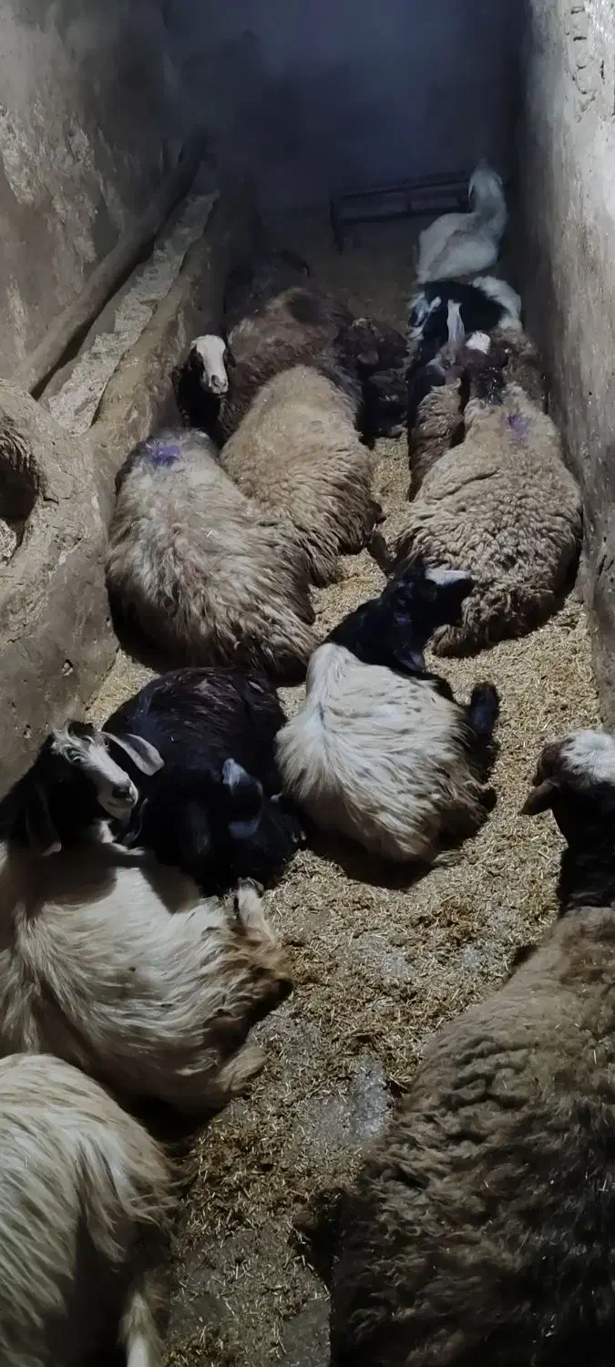 7گوسفند نر 6بزنر همه سالم تمیز|حیوانات مزرعه|چهاردولی, |دیوار