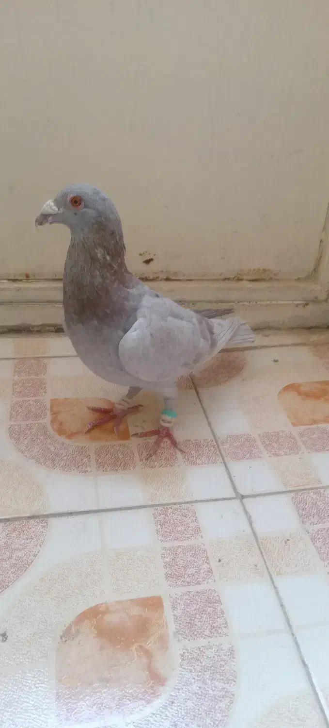 کبوتر 2 رگ|پرنده|سبزوار, طبرسی (جعفرآباد)|دیوار