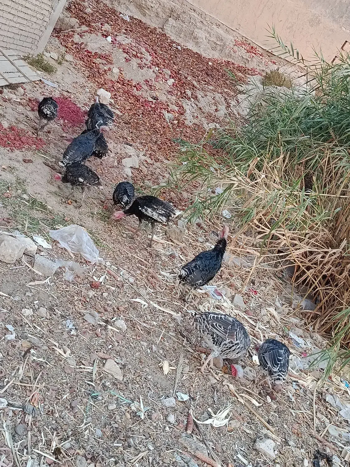 فروش بوقلمون در قلعه تل|حیوانات مزرعه|باغ ملک, |دیوار