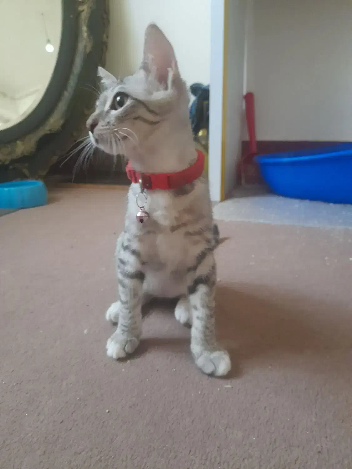 گربه میکس|گربه|گنبد کاووس, |دیوار