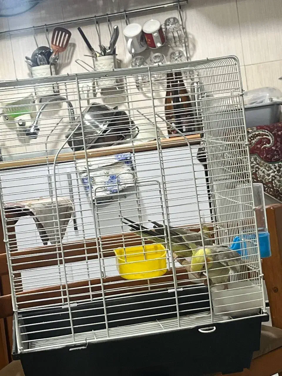 فروش فوری عروس هلندی بالغ ۸ ماهه|پرنده|بندر انزلی, معلم|دیوار