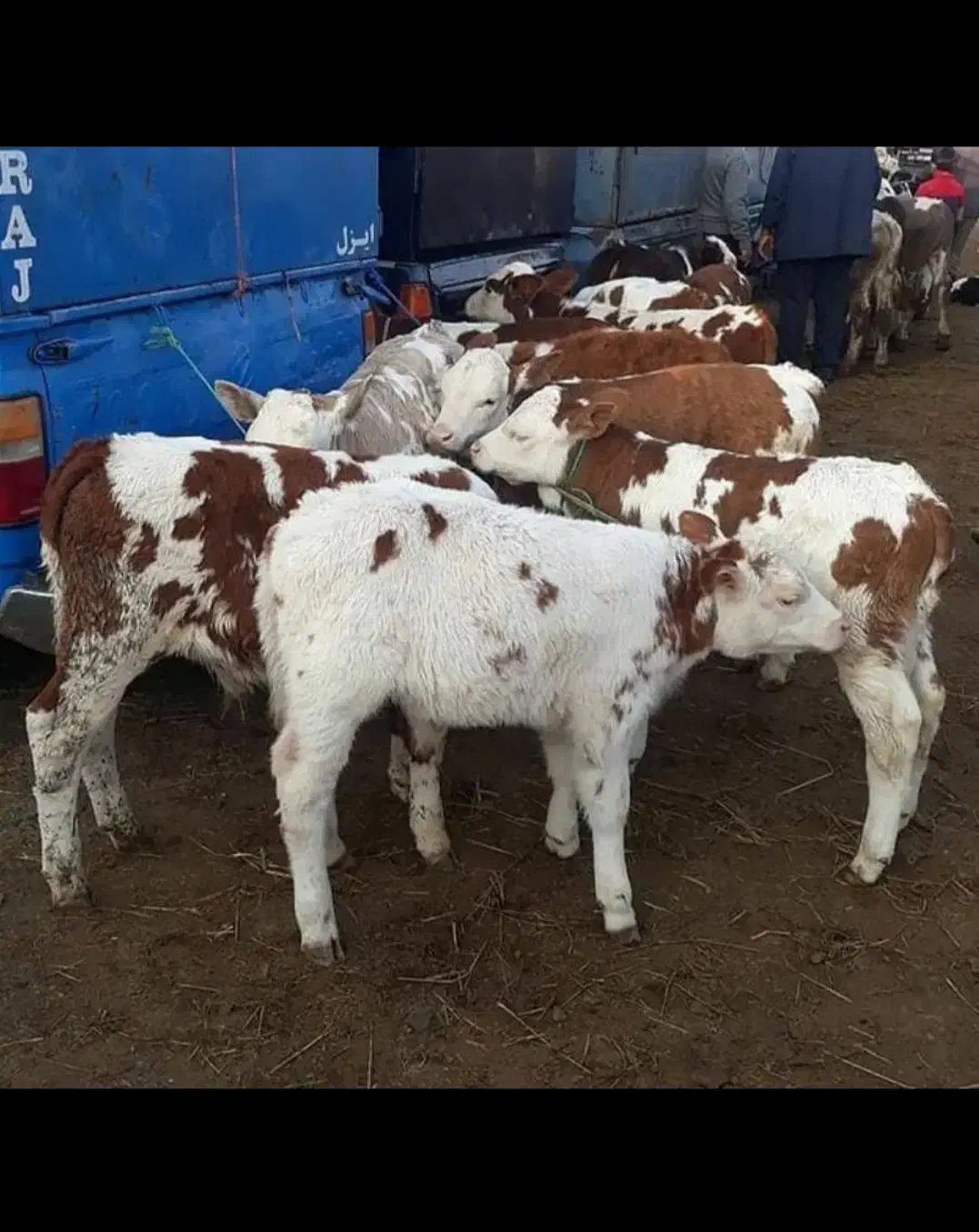 گاو وگوساله|حیوانات مزرعه|اردکان, |دیوار