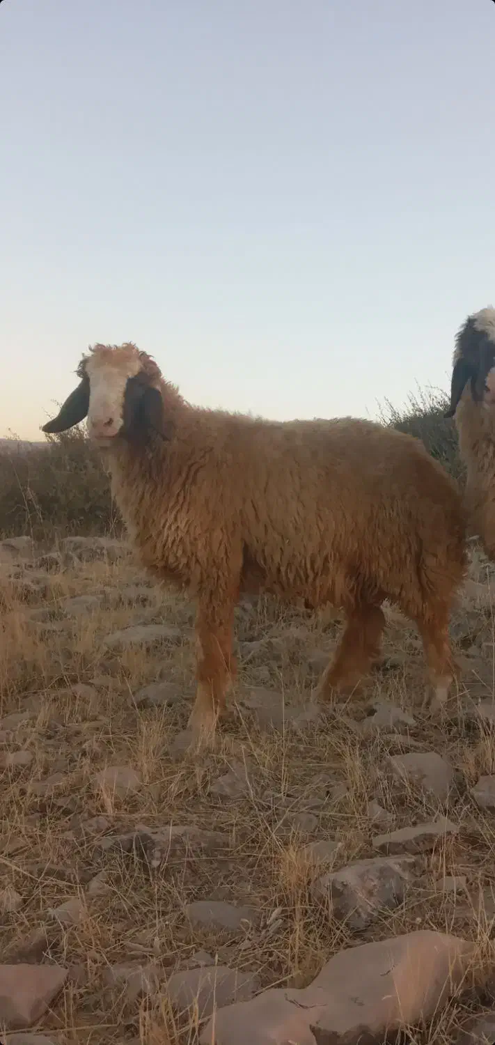 بره قوچ|حیوانات مزرعه|سرپل ذهاب, |دیوار