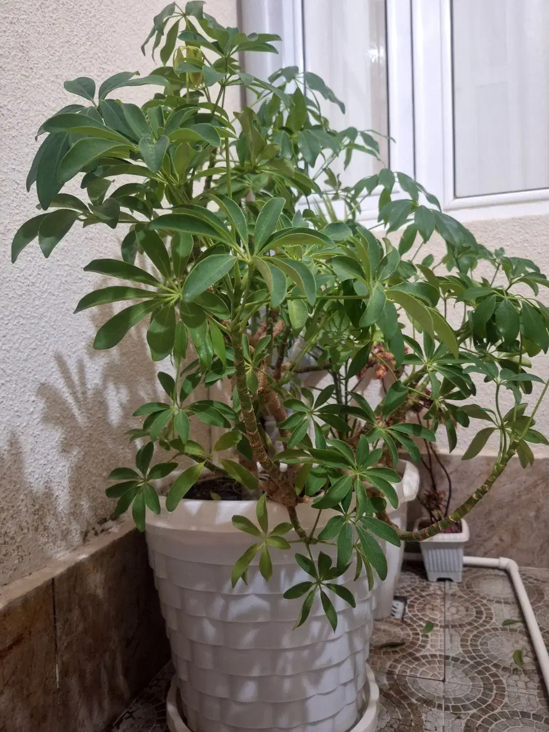 گل پنجه زیبا|گل و گیاه طبیعی|پیرانشهر, |دیوار