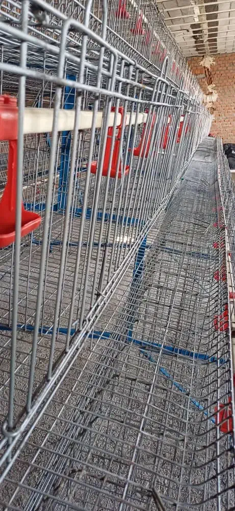 قفس مرغ تخمگذار در حد نو|لوازم جانبی حیوانات|محمدیه-قزوین, |دیوار