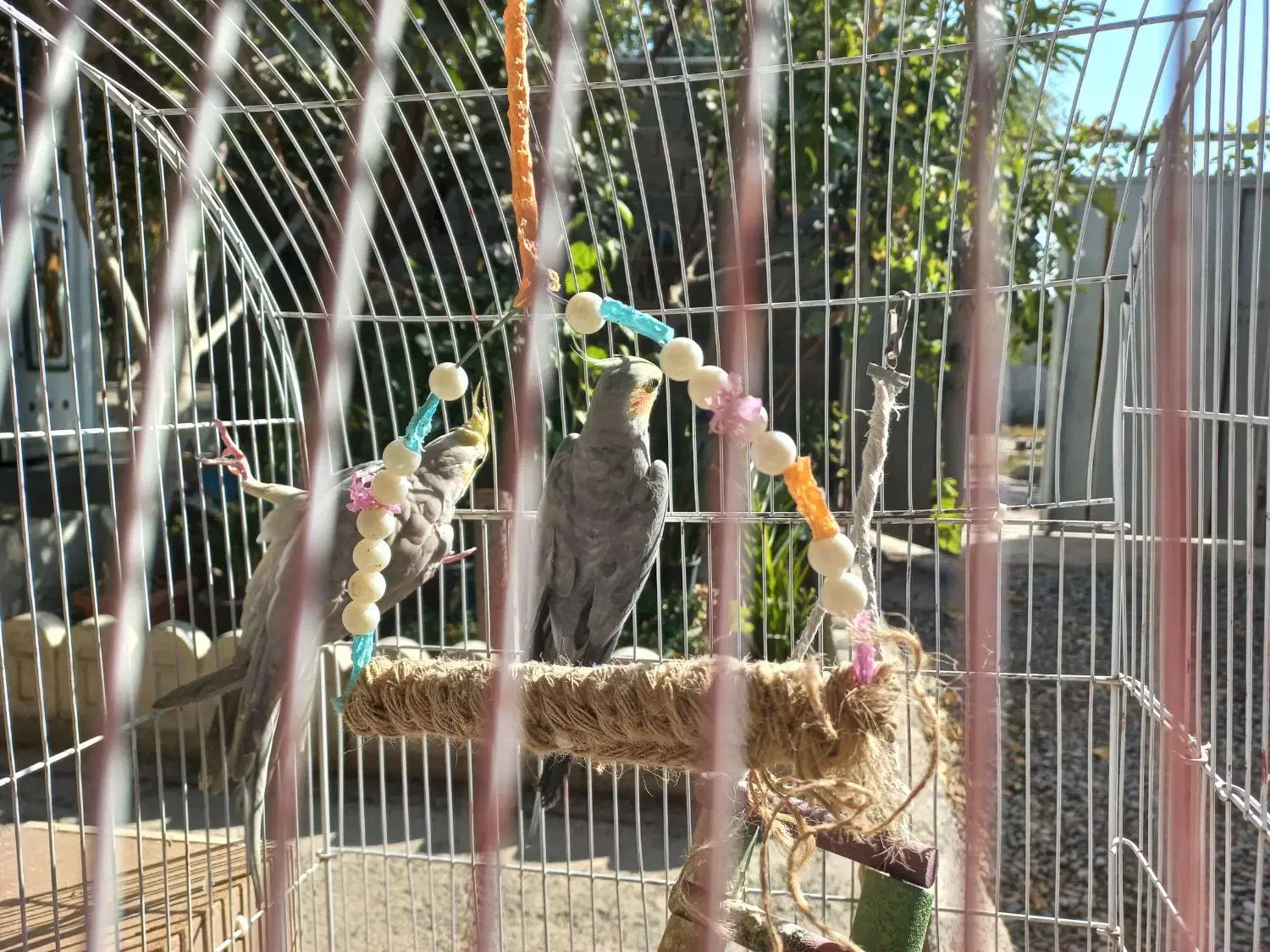 فروش یه جفت عروس هلندی|پرنده|رباطکریم, انجم آباد|دیوار