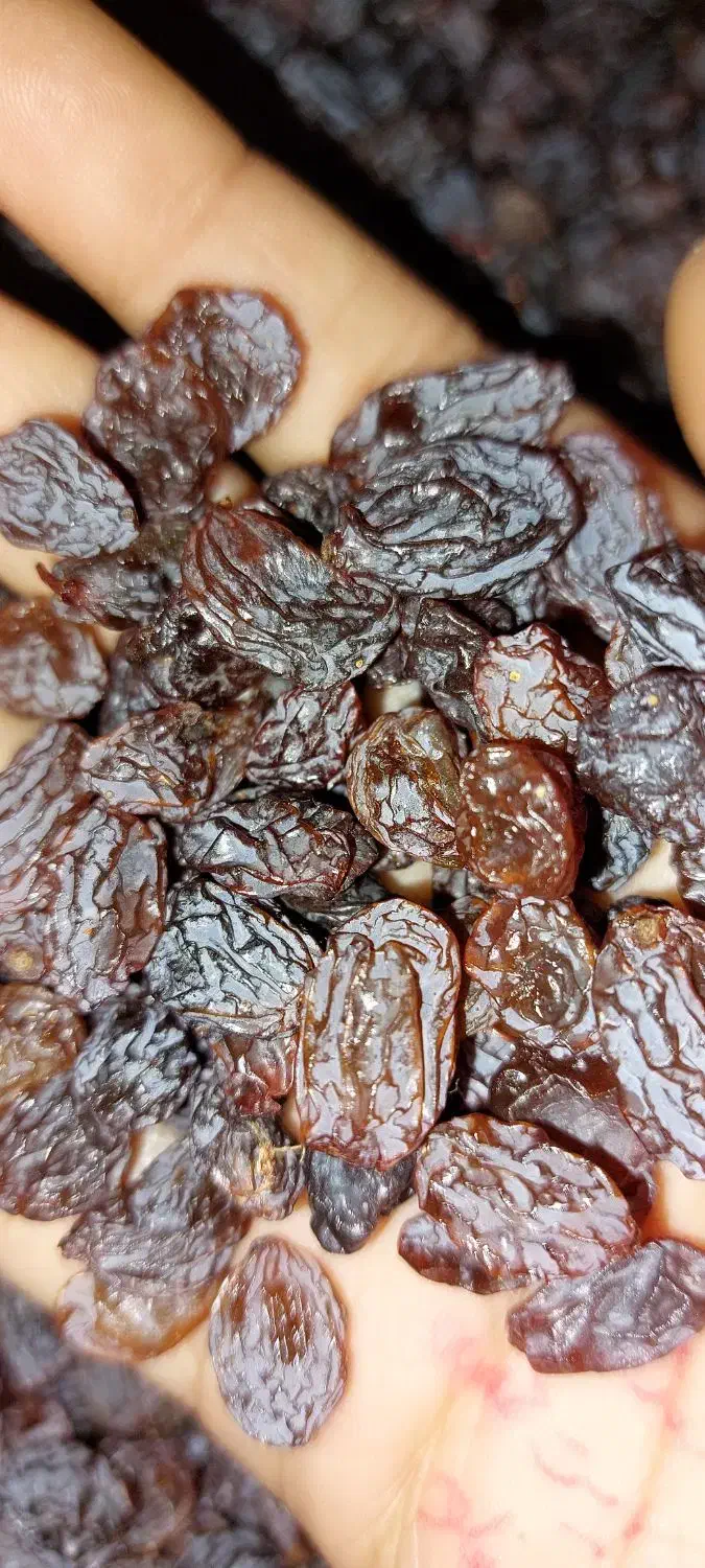 کشمش اورجینال امسال اردبیل|خوردنی و آشامیدنی|قدس, شهرقدس|دیوار