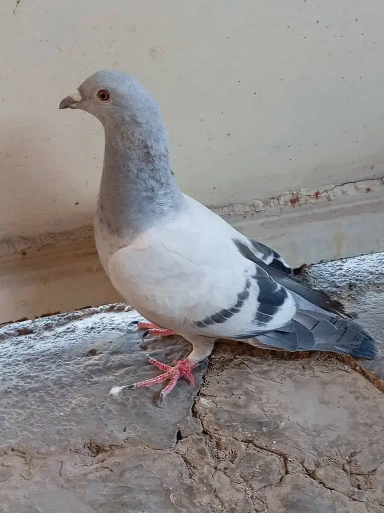 فروش یامعاوضه 3جوجه کبوترموریسردلبر|پرنده|برازجان, |دیوار