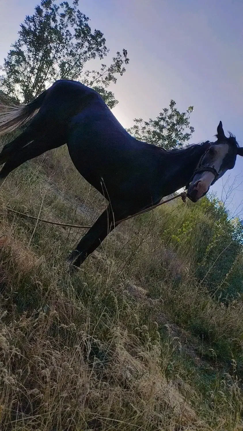 اسب|اسب و تجهیزات اسبسواری|کمیجان, |دیوار