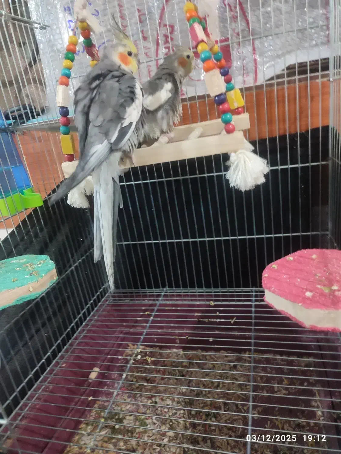 عروی هلندی|پرنده|آبادان, |دیوار