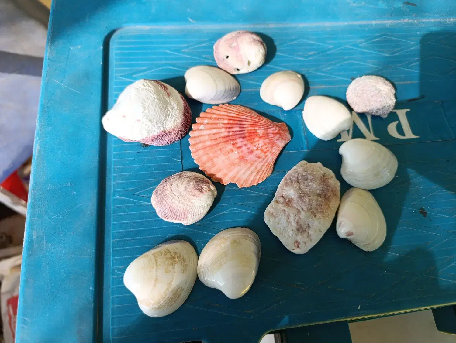 انواع صدف اکواریوم|ماهی|پاکدشت, پاکدشت (مامازند)|دیوار