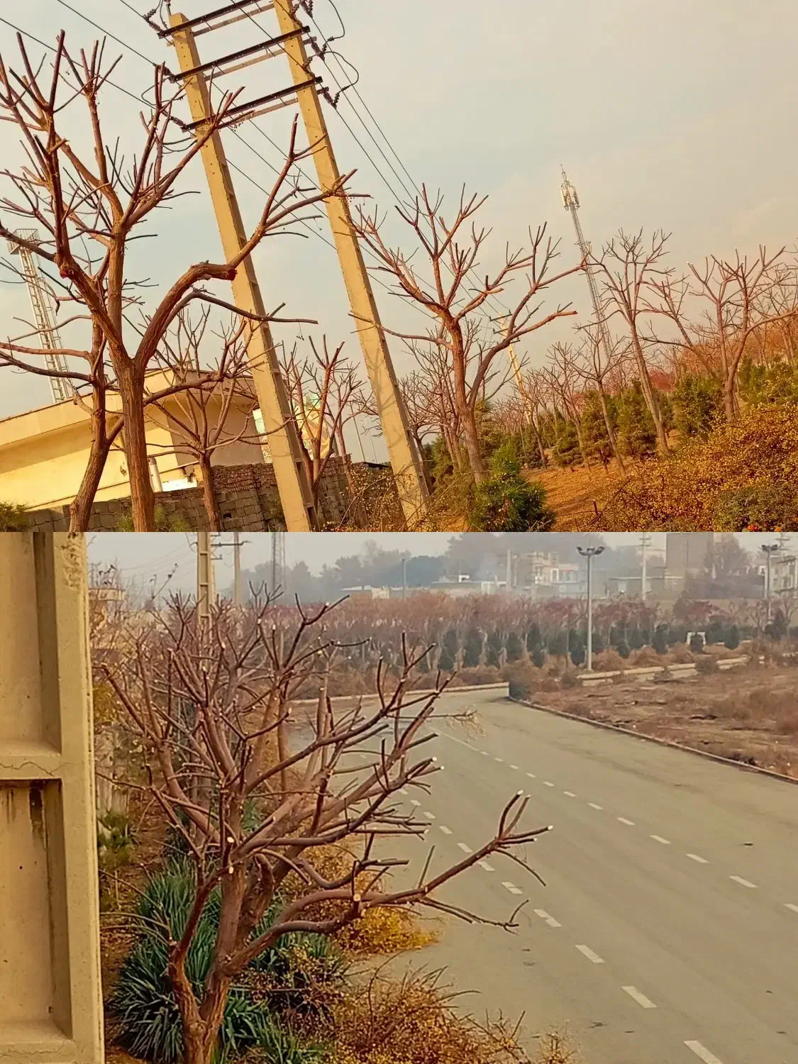 فصل هرس کاری بیل زنی|خدمات باغبانی و درختکاری|کرج, کمال‌شهر|دیوار